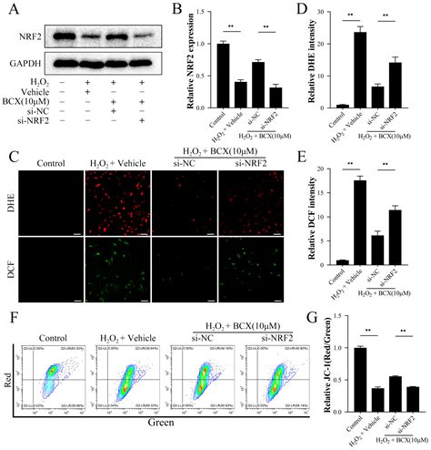 β-Cryptoxanthin Maintains Mitochondrial Function by Promoting NRF2 ...