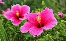 Hibiscus Flower Backgrounds by Wallpapers Pink Hibiscus Flower Wallpapers Hibiscus Flower Backgrounds