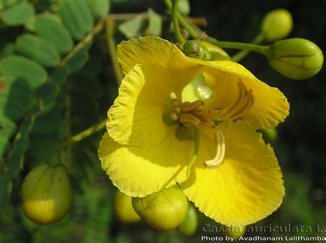 Medicinal Plants: Senna auriculata Cassia auriculata Tangedu Avaram Tarwar