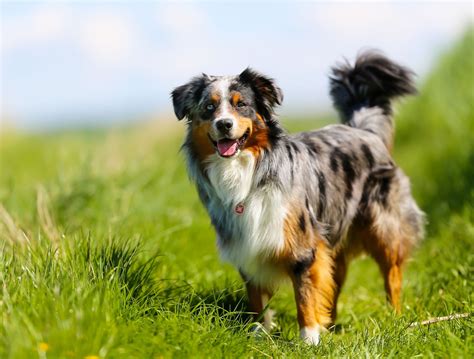 Australian Shepherd Images