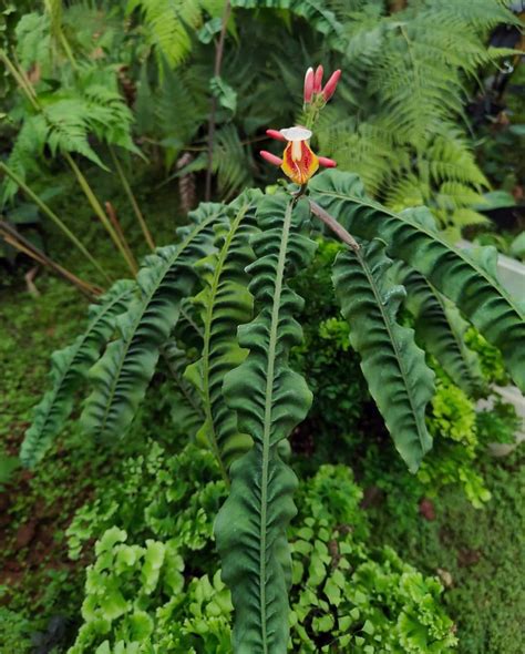 Alpinia Rugosa: Buy Plant Online In India – Growcerys