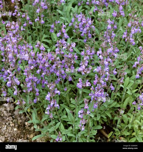 What Is Sage Leaf In Spanish at Janelle Hernandez blog