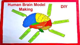 DIY Brain Model Projects 的图像结果