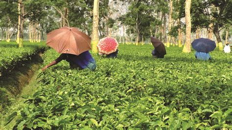 Tea garden union delegation urges action on illegal closures