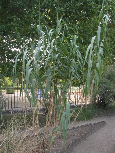 Giant reed (Arundo donax) | Feedipedia