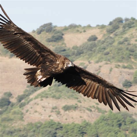 Image result for Techo Music