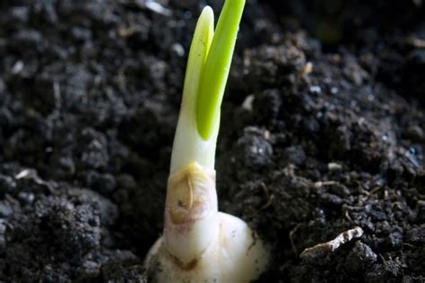 Image result for Sprouting Garlic