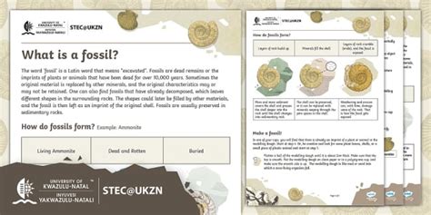 Image result for How Fossils Are Formed Research