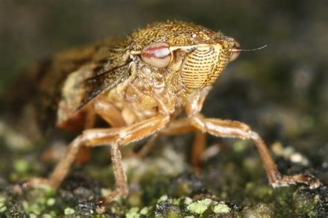 Pěnodějka olšová (Aphrophora alni, Fallén 1805) - Bobův fotoblog