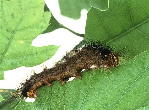 Image result for Gypsy Moth Control