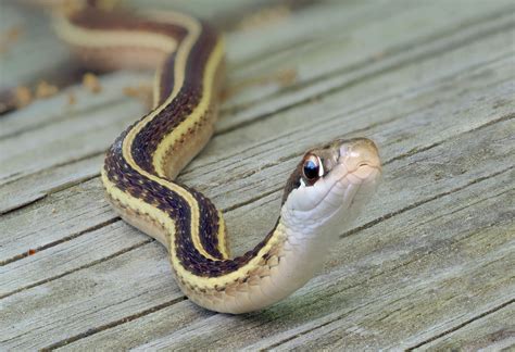 Green Baby Garter Snake
