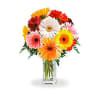 Mix Gerbera: Order Flowers Online | Interflora India | JVS1195676