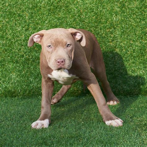 Red Nose American Pitbull Puppy - PITBULL TERRIER KENNEL