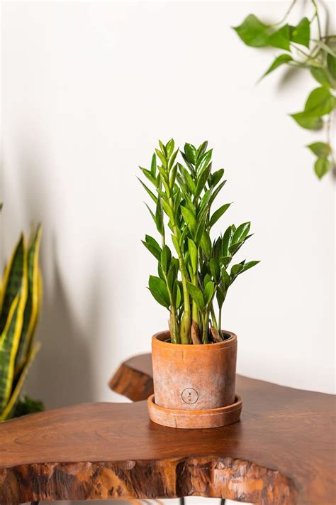 Cloud Farm live ZZ (Zamioculcas Zamiifolia) plant for home with bonsai ...