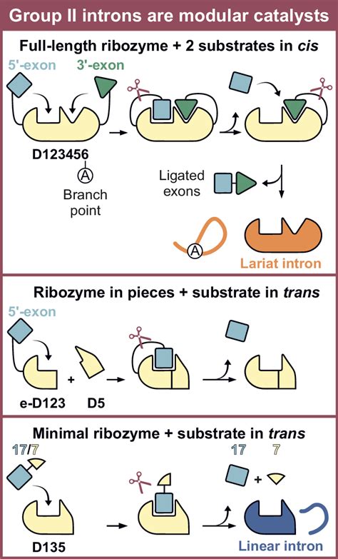 Intron 的图像结果
