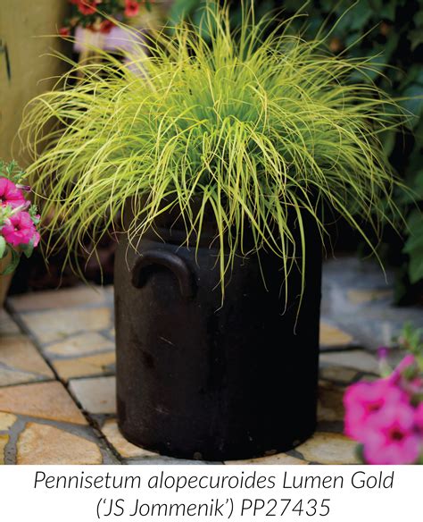 40 Best Ornamental Grasses For Containers 32 Container 40 Best
