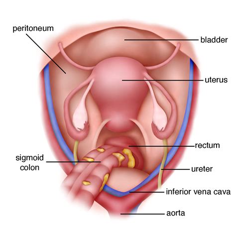 Uterus Bladder Anatomy - drawing of vagina anatomy