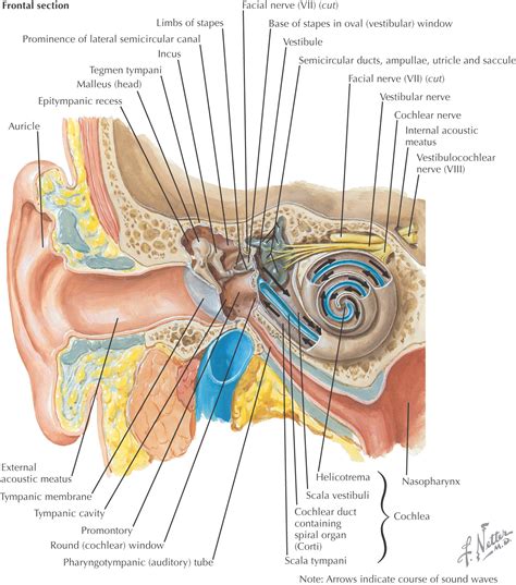Internal Auditory Meatus Wikipedia