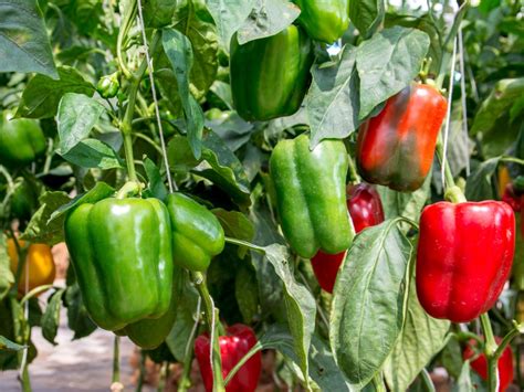 Common Pepper Plant Problems And Pepper Diseases | Gardening Know How