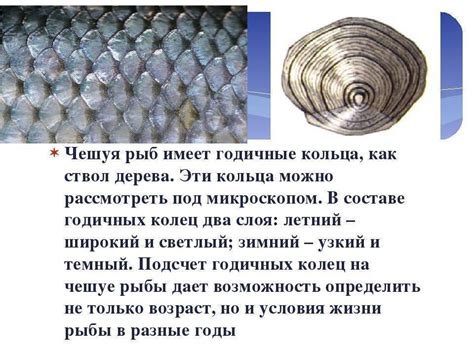 Как определить возраст рыбы разных видов по чешуе, по костям по жабрам ...