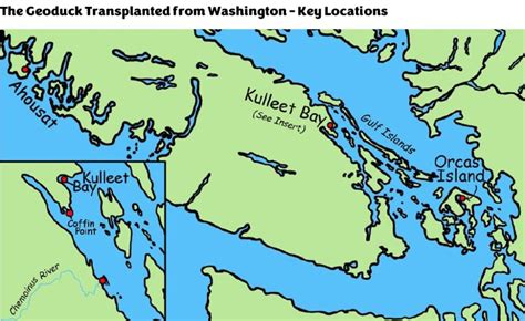 Image result for Geoduck Fun Facts