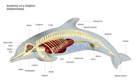 Dolphin Anatomy - Marine mammal - Wikipedia | Dolphin facts, Dolphins ...