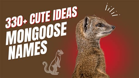 220+ Cute & Funny Kangaroo Names +AI Generator