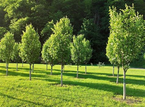 Rows of young trees in garden at sunny summer day | Premium Photo