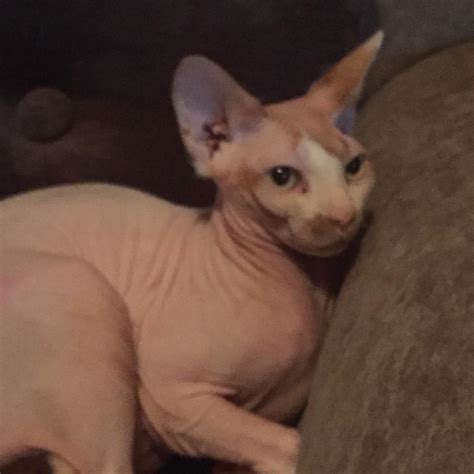 Fat Sphynx Cat Memes