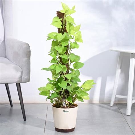 Plants | Buy Indoor Plants, Outdoor Plants | Flipkart