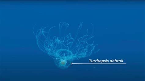 The Immortal Jellyfish - reproduction of immortal jellyfish