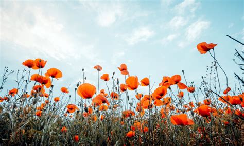 Download wallpaper summer, nature, Maki, section nature in resolution ...