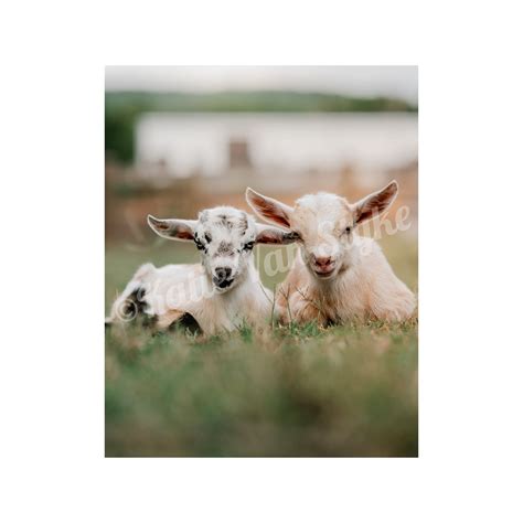 Goats Digital Download by Katie Van Slyke™