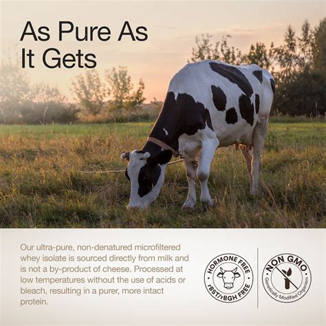 Whey Protein Isolate Dark Chocolate – 26g Protein | Wellbeing Nutrition