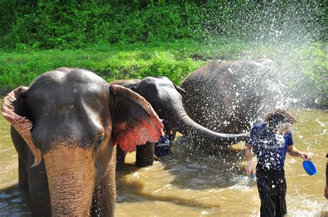 SMART ELEPHANTS FAMILY CHIANG MAI TOURS