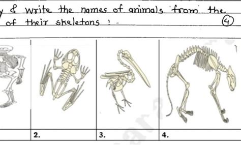 Identify and write the names of animals from the picture of their ...