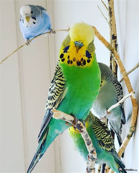 Periquito inglés - Animales.me