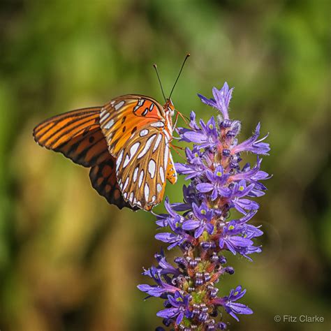 Gulf Fritillary (Agraulis vanillae) nectaring Pontederiace… | Flickr