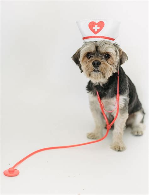 Best Internal Medicine Animal Hospital in Faridabad