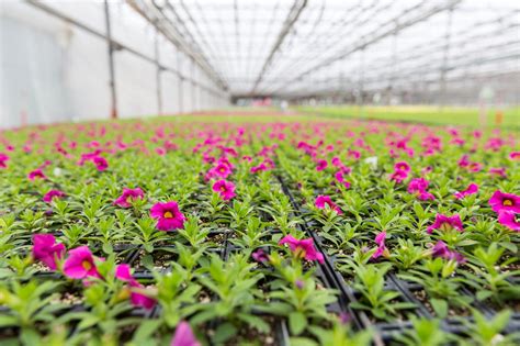 Metrolina Greenhouses INC | LinkedIn