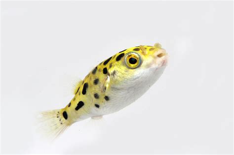 Green Spotted Puffer