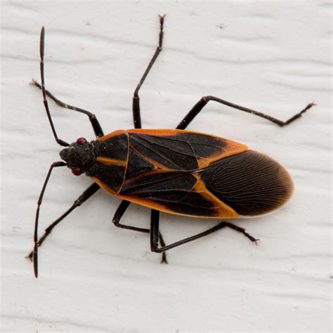 About Eastern Boxelder Bug - Maryland Biodiversity Project