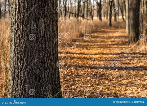 Leaf Covered Trail at the Little Red Schoolhouse Nature Center Stock ...