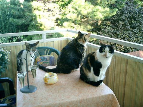 Tiere Kleinanzeigen Mainz Anzeigenmarkt Mainz