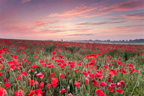 Image result for Light Color Photography