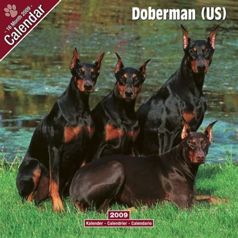 Doberman (US): 0 : Avonside Publishing Ltd: Amazon.in: Books