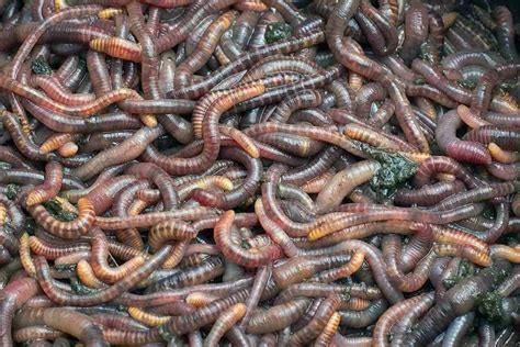 Técnicas de pesca com iscas naturais para peixes de água doce