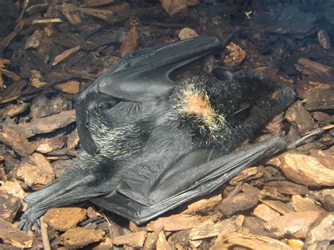 Image result for Giant Bat Java