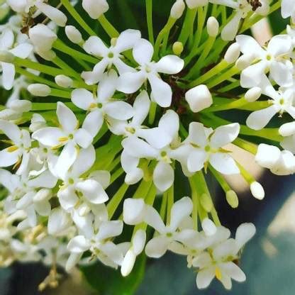 PUNARVA Trothic Ixora/Chethi Plant Price in India - Buy PUNARVA Trothic ...