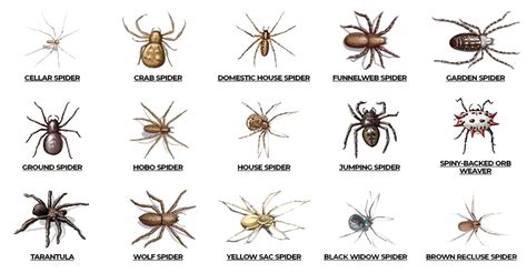 Spider Pest Control Mumbai | Safe and Affordable Service